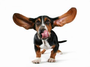 Dog Treats